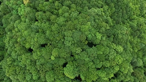 Top view of the treetops in dense green forest. Colorful colors of unspoiled nature. The diverse flora.