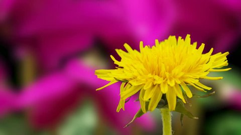 Timelapse video of a yellow dandelion flower grwing with a purple ornametal cyclamen flower growing in the background/Dandelion blossoming timelapse