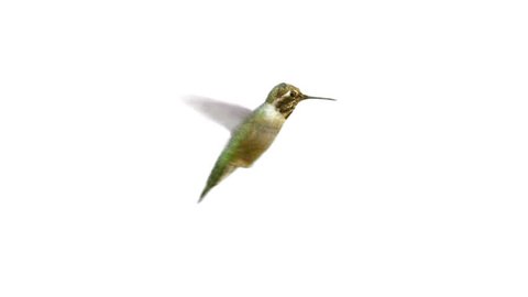 Video of real Humming bird with Alpha Matte on the white background