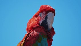 High quality video of colourful parrot in 4K