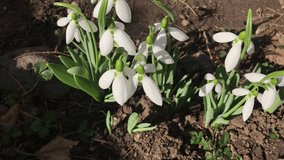 White Galanthus nivalis flower in the garden cinematic 4K 2160p 30fps UltraHD footage - Gentle snowdrop plant close-up 3840X2160 UHD video