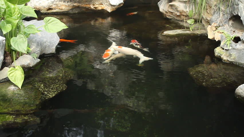 kai carp in a pond - koi carp swimming in a pond