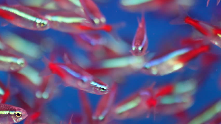 Neon Tetra (Paracheirodon innesi) Tropical fish