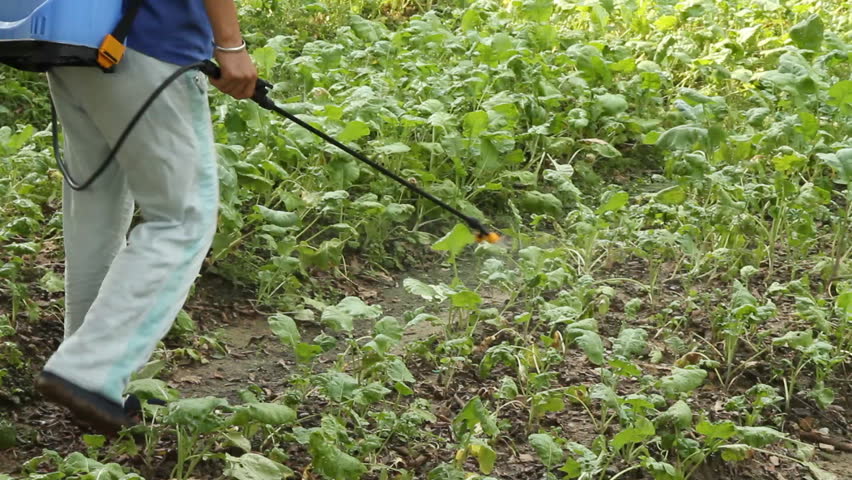 Farmer spraying pesticides on vegetables field