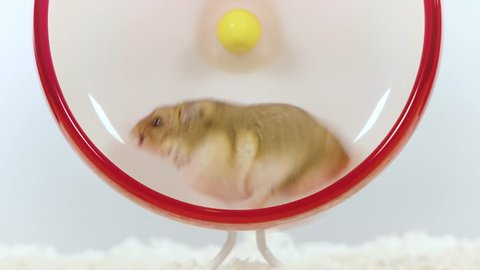 Small brown hamster continuously running fast on red wheel