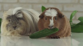 One guinea pig robs another cucumber the struggle for survival stock footage video
