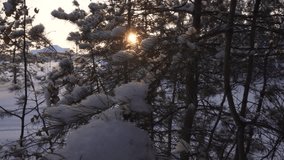 Sun breaks through the snow-covered pine branch stock footage video