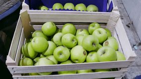 Classification of green apples in a factory, Industry of Fruit Growing and a Selection of Green Apples, 4 K Video Clip