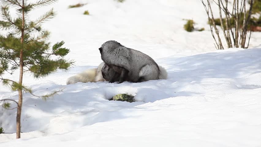Arctic Fox in Mating Season Stock Footage Video (100% Royalty-free
