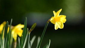 Portrait of daffodils