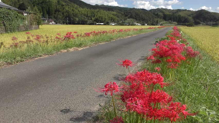 Red spider lily flowers beside farm road