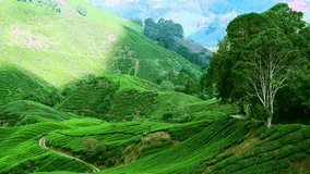 Panorama view video of tea plantation landscape. Malaysia nature and travel destinations