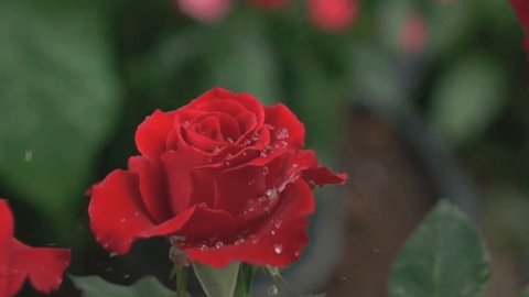 Water drop on red rose flower Slow motion