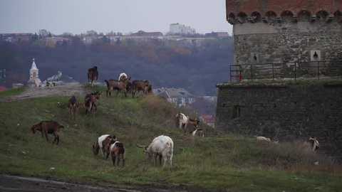 Flock colored goats eat grass on a hill