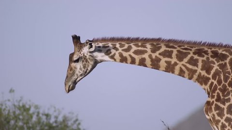Giraffe reaching down to eat in Tsavo, Kenya. 
Shot in super slow motion at 240 fps 