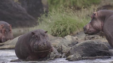 Hippos fighting in Mara river 1, Kenya. 
Shot in super slow motion at 240 fps 