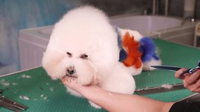 Groomer making a stylish haircut of thoroughbred Bichon Frise dog at pet salon
