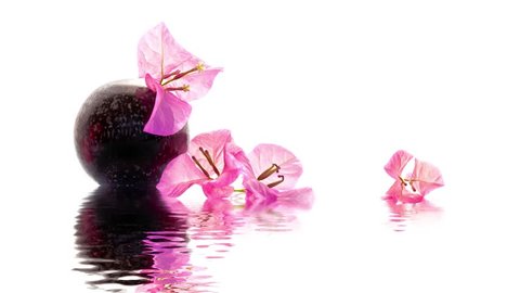 Seamless loop - Zen Bougainvillea composition and water reflections, HD video