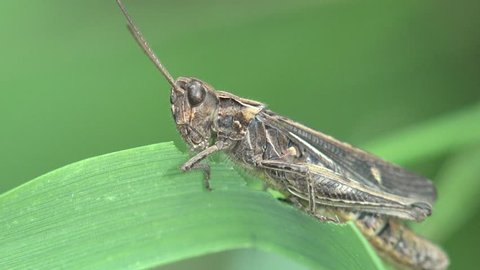 Insect Melanoplus Differential Grasshopper Sitting On Green Leaf In Meadow