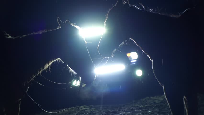 Couple of Horses on Car Light at Night in Rain