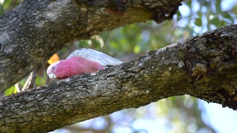 Parrot cleans its plumage, a second comes to kakadu, pink parrot, Perth, Western Australia, Australia, Down Under, video