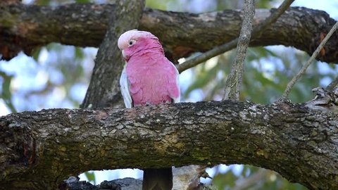 Australian Galah, Pink Parrot, Cockatoo, Single bird on a tree, Western Australia, Australia, Down Under, Video
