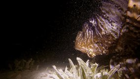 Lion Fish Hunting at Night. Picture of common-lionfish (Pterois miles) hunting at the night in the tropical reef of the Red Sea, Dahab, Egypt.