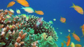 Underwater Sea Coral Reef. Picture of underwater colorful fishes in the tropical reef of the Red Sea, Dahab, Egypt.