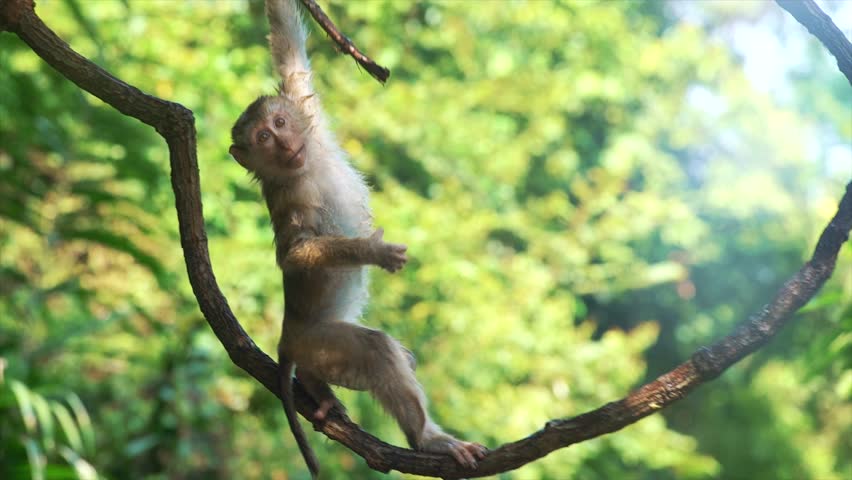 keel hanging monkey