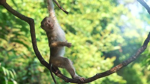 Baby monkey hanging on liana in lowland green tropical rain forest. Concept of wildlife nature and mammal animals of Indonesia. Cute primate in its natural habitat. Funny ape climbing up in the jungle