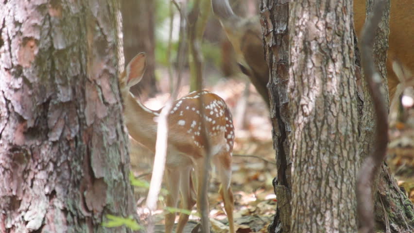 Whitetail deer baby being cleaned by mother