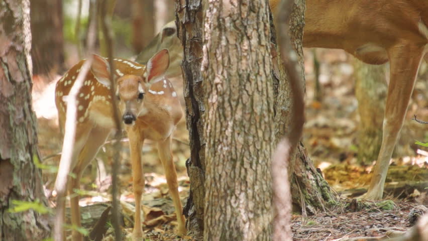 Whitetail Deer fawn in June