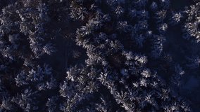 4k footage, flying directly above snowcapped trees of forest in winter
