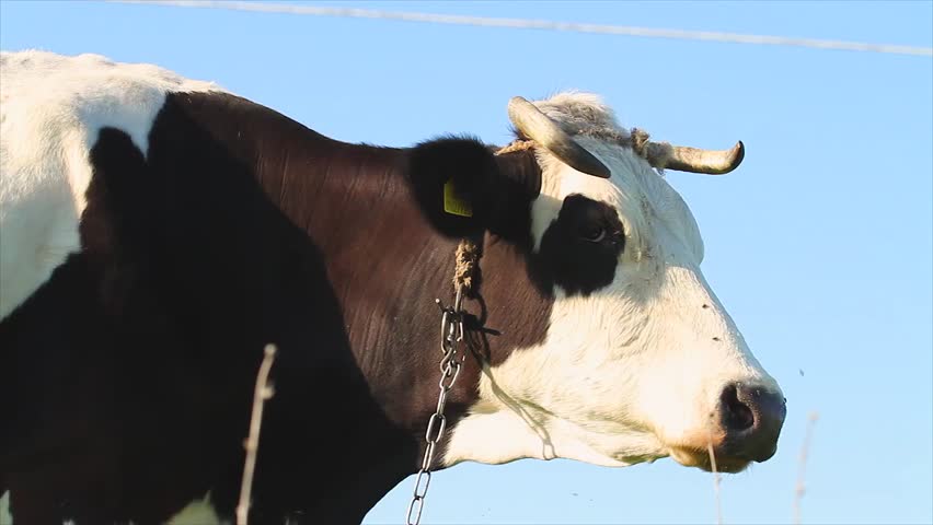 cow, a portrait