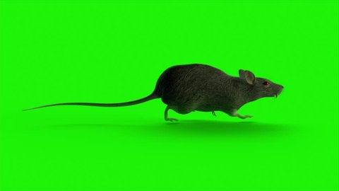 rat runs on green screen,Loop