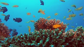 Underwater Sea World Life. Picture of underwater colorful fishes and corals in the tropical reef of the Red Sea, Dahab, Egypt.