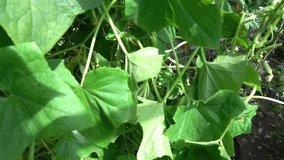 High quality video of cucumber plant in the greenhouse in real 1080p slow motion 250fps