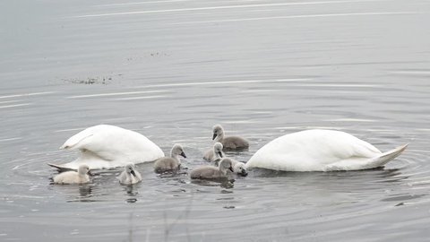 swan with cygnets swimming in the lake 