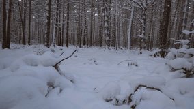 Beautiful winter pine forest with snow drifts stock footage video