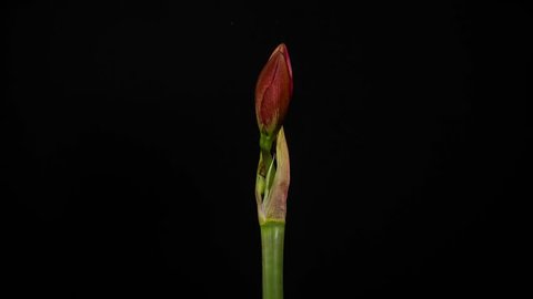 Time-lapse of Amaryllis Double Delicious flower blooming on black background