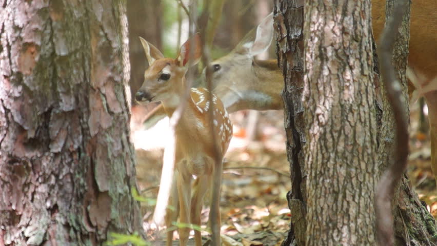 Whitetail deer fawn being groomed by mother