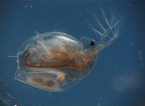 Daphnia, a genus of small planktonic crustaceans
