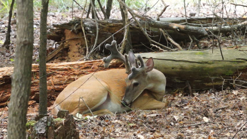 Whitetail Deer buck in Velvet bedded