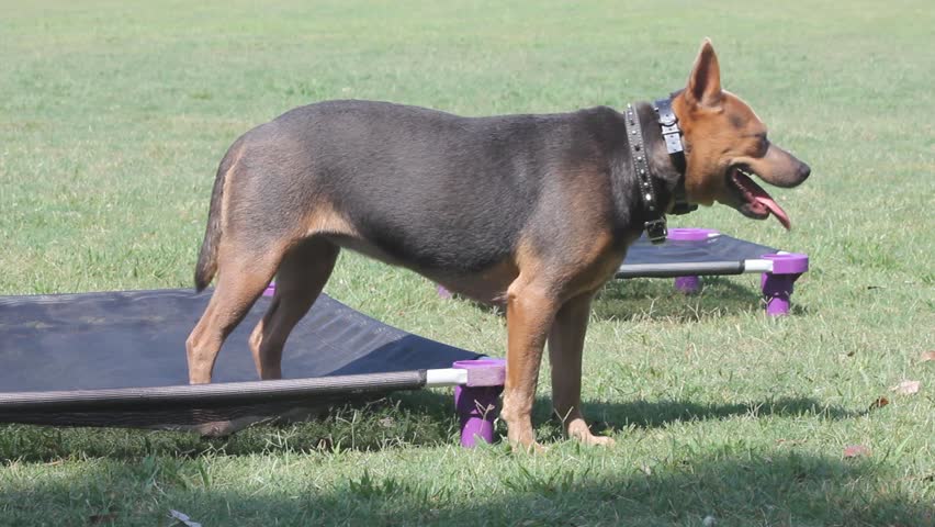 black and brown dog teddy