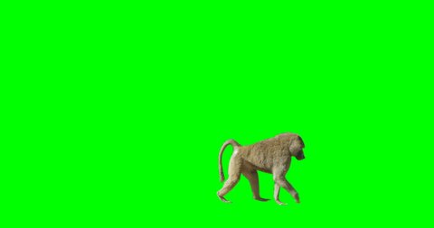Green screen shot of a monkey crossing the frame from left to right.