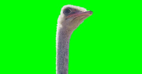 Green screen shot of a curious ostrich. Looks to the camera and goes away. 