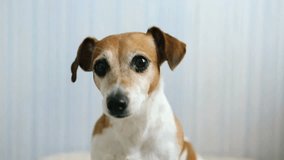 Lovely small pet Jack Russel terrier close up head portrait. Cool looking dog. Video footage. Blue background. Soft Daylight inside room  