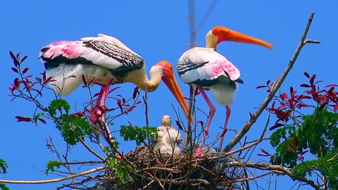 Pair of painted storks (Mycteria leucocephala) building nest for nestling against blue sky on background. Exotic birds strengthening their house with tree branches. Bottom view. Still camera.