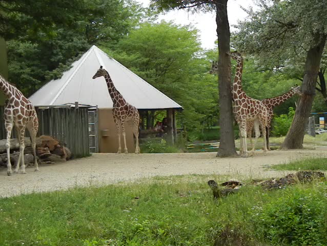 Group of Giraffes in a Zoo