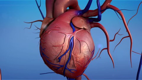 Human heart, Human heart model, Full clipping path included, Heart Anatomy, 4K animation of Human heart